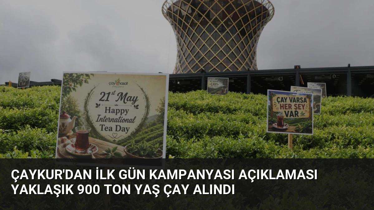 ÇAYKUR’dan İlk Gün Kampanyası Açıklaması Yaklaşık 900 Ton Yaş Çay Alındı