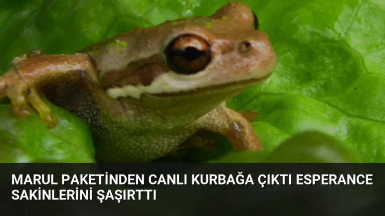 Marul Paketinden Canlı Kurbağa Çıktı Esperance Sakinlerini Şaşırttı
