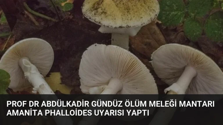 Prof Dr Abdülkadir Gündüz Ölüm Meleği Mantarı Amanita Phalloides Uyarısı Yaptı