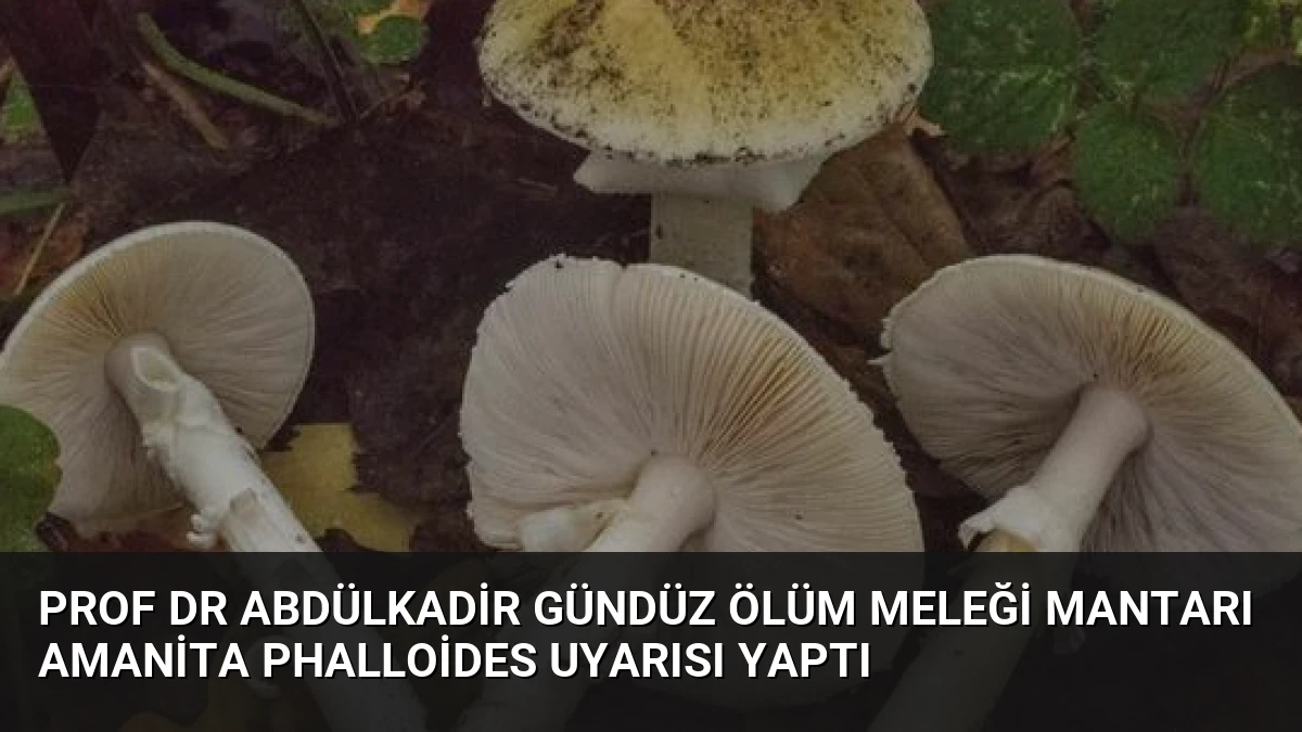 Prof Dr Abdülkadir Gündüz Ölüm Meleği Mantarı Amanita Phalloides Uyarısı Yaptı