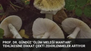Prof. Dr. Gündüz “Ölüm Meleği Mantarı” Tehlikesine Dikkat Çekti Zehirlenmeler Artıyor