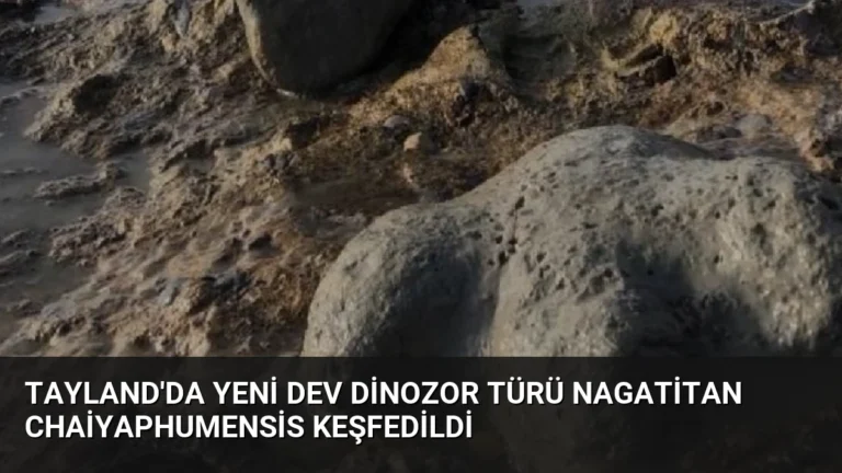 Tayland’da Yeni Dev Dinozor Türü Nagatitan chaiyaphumensis Keşfedildi