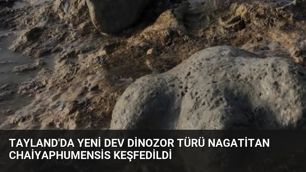 Tayland’da Yeni Dev Dinozor Türü Nagatitan chaiyaphumensis Keşfedildi