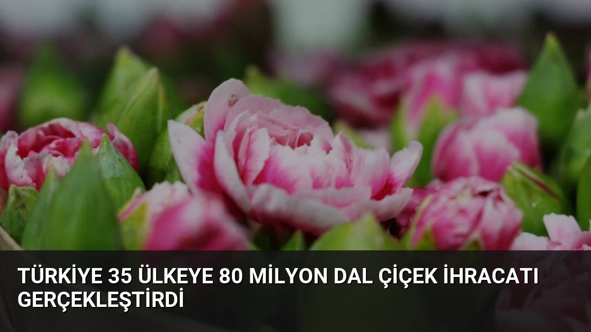 Türkiye 35 Ülkeye 80 Milyon Dal Çiçek İhracatı Gerçekleştirdi